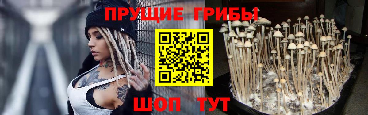 Ефремов  Псилоцибиновые грибы мицелий  Вход с VPN 